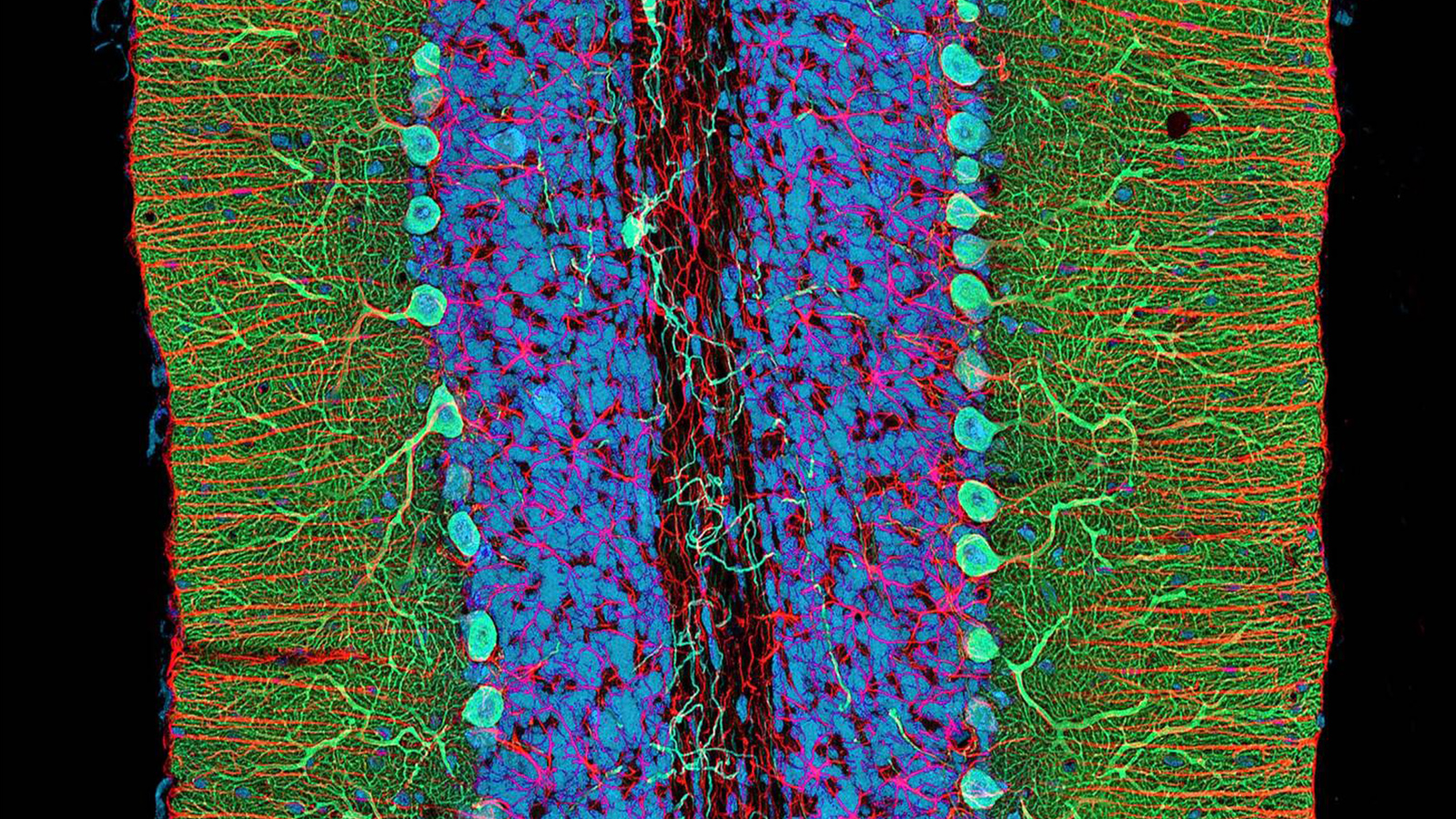 Neurobiology