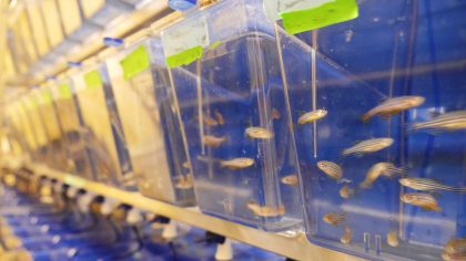 Fish swimming in tanks