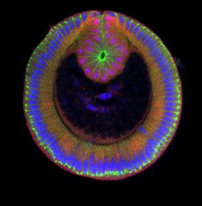 Cross-section of embryo