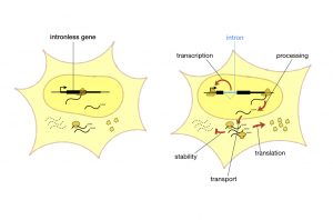 Illustration of intron