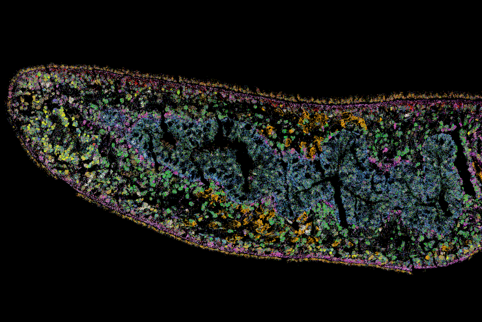 Cell fate choice during adult regeneration is highly disorganized, new study finds