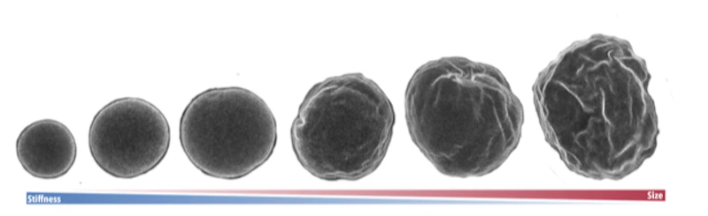 Experiments and mathematical model uncover the mechanisms behind wrinkles in cell nuclei