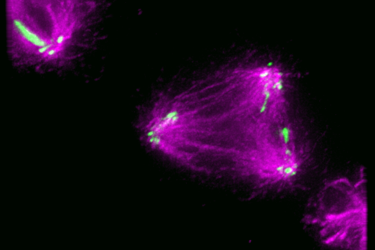 How cells accurately assemble complex machinery