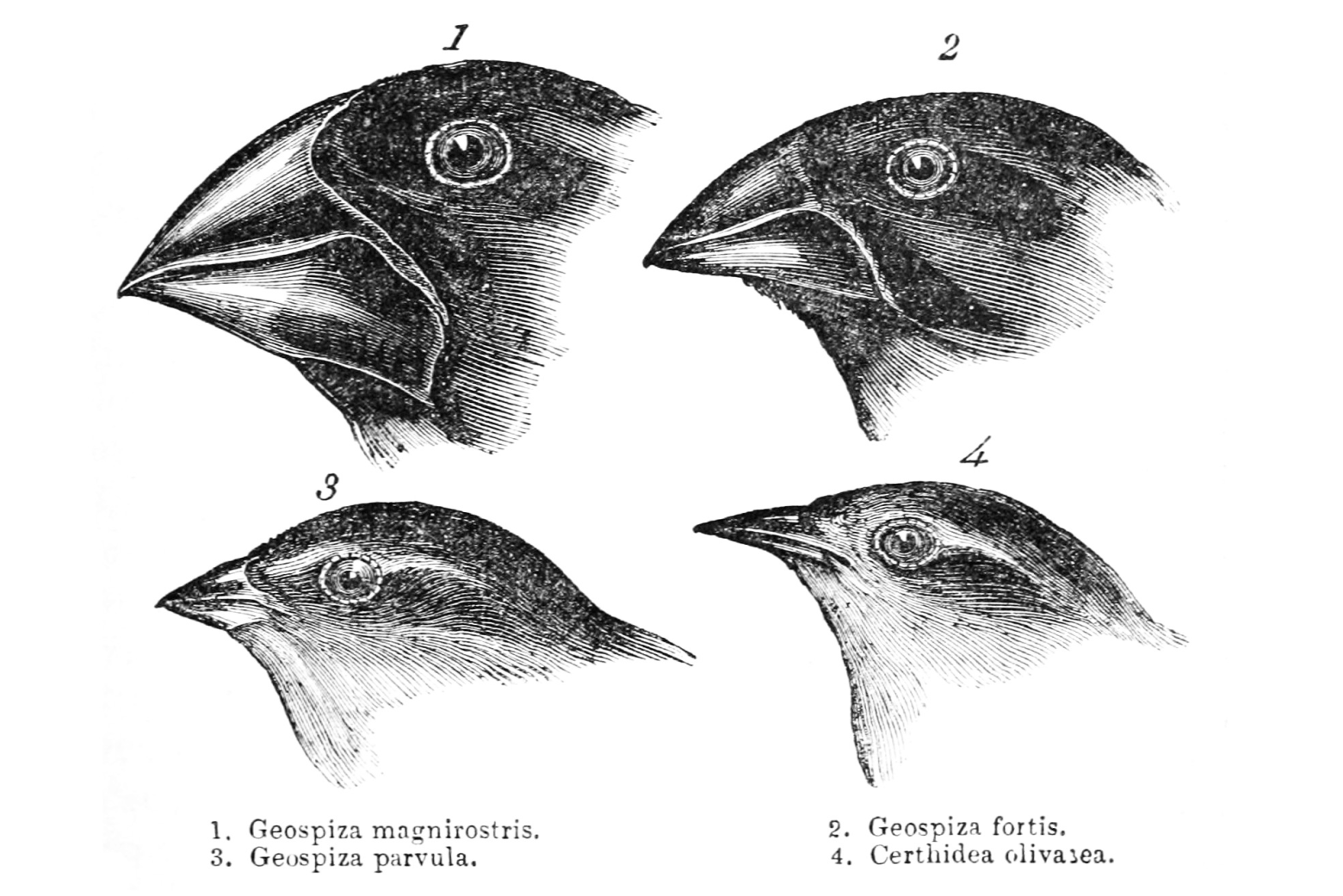 Evolution in Action Series: Birth of a species