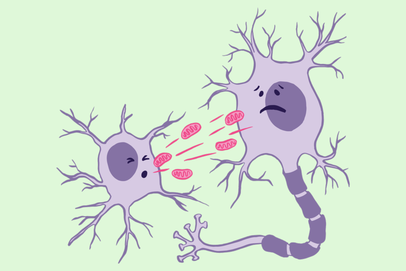 Brain cell types are affected differently by Rett Syndrome mutation