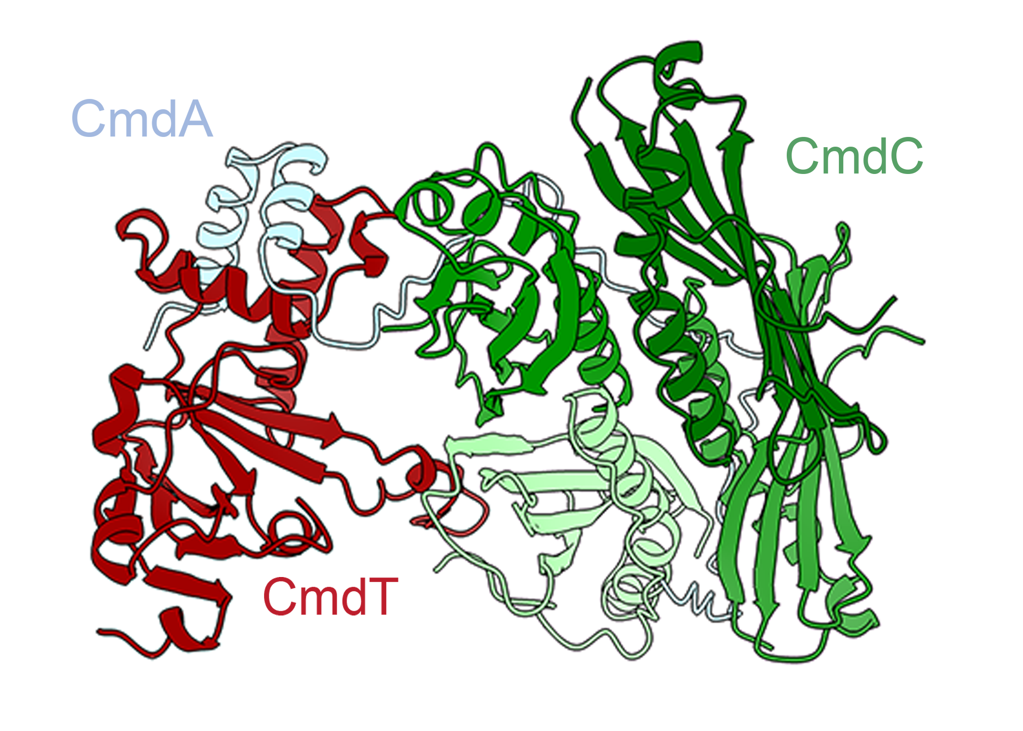 Laub Lab News Brief: anti-viral defense system in bacteria modifies mRNA