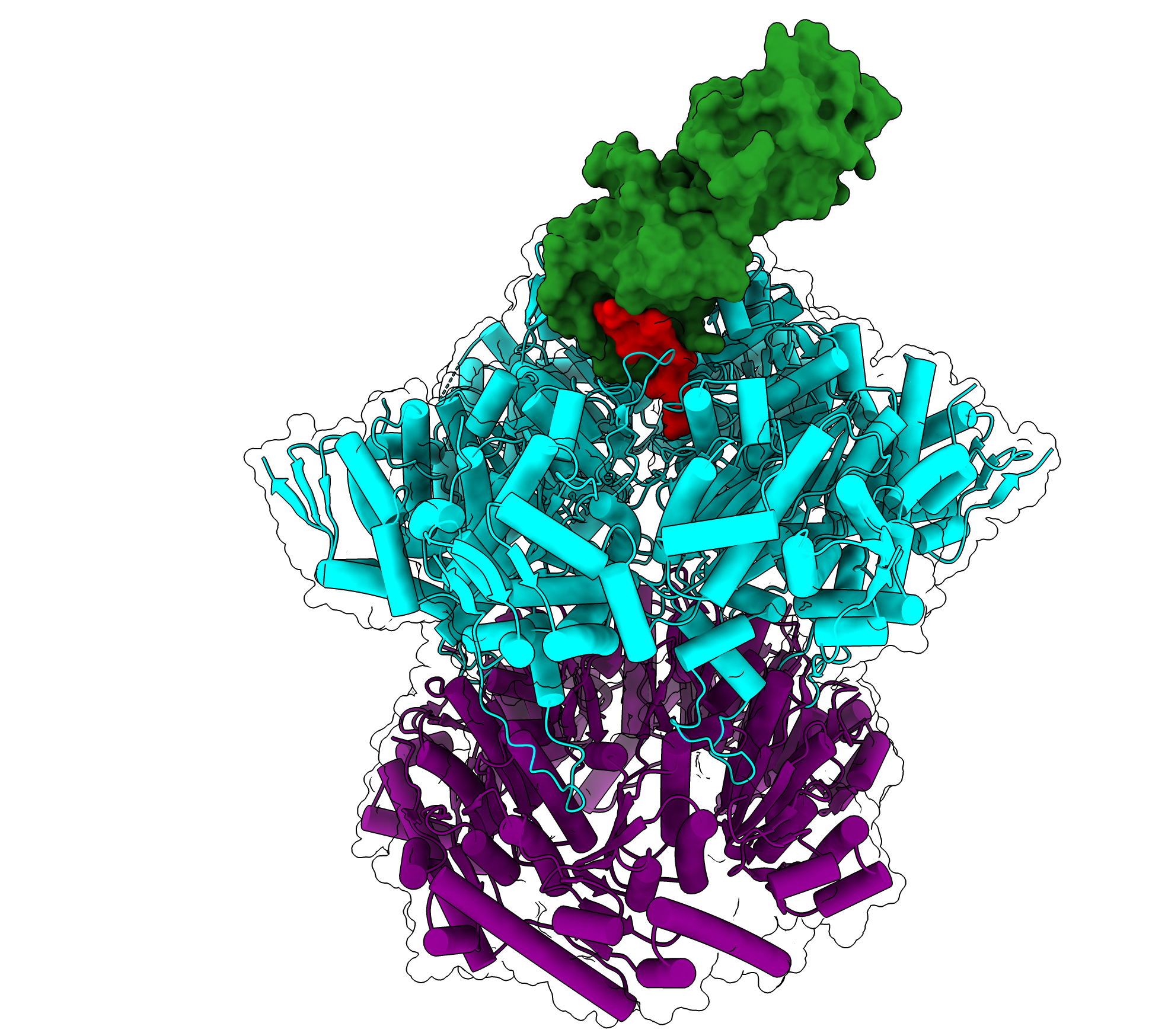 Sauer & Davis Lab News Brief: structures of molecular woodchippers reveal mechanism for versatility